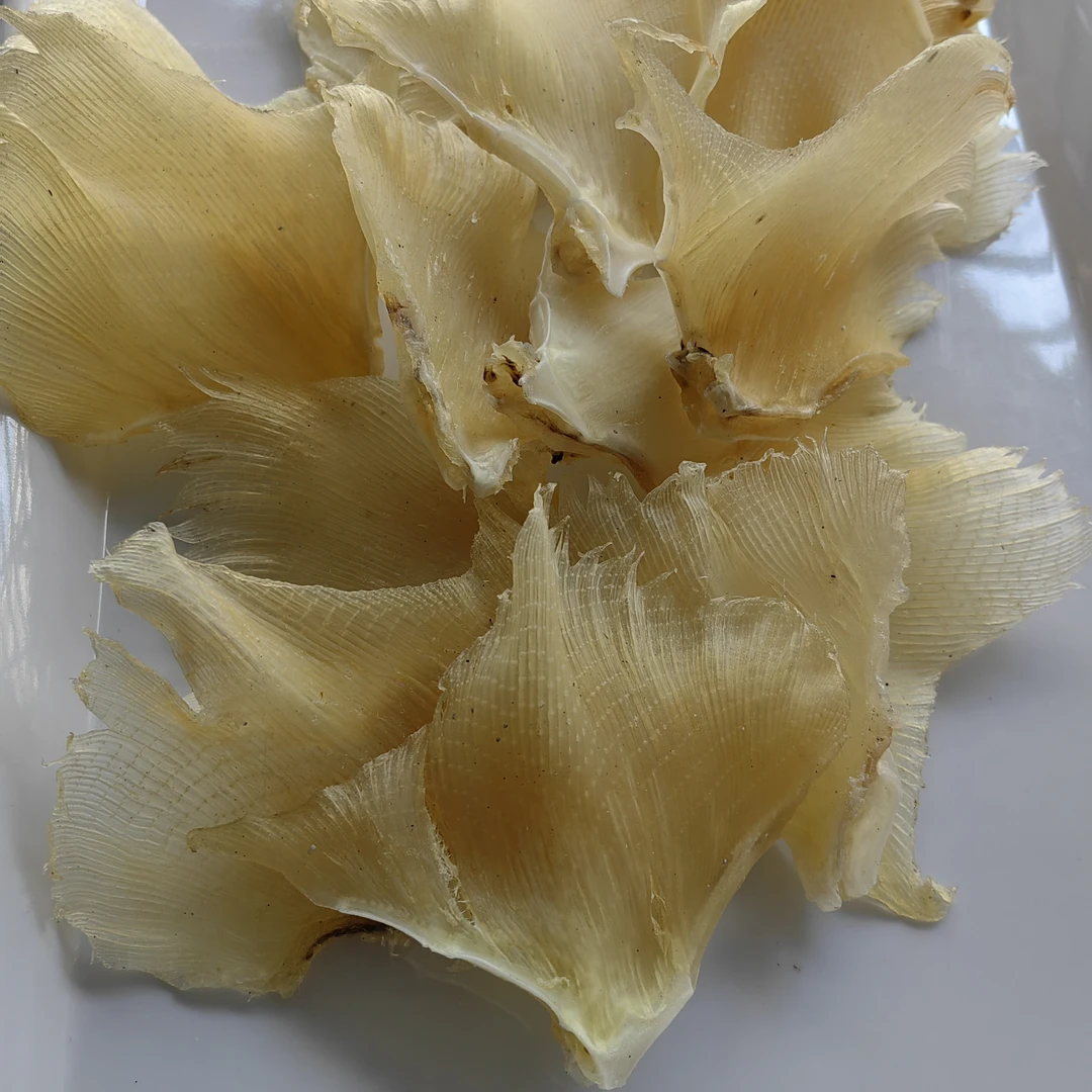 浦鱼翅海狗翅鱼软骨鳐鱼干鱼边产品煲汤海鲜干货材料