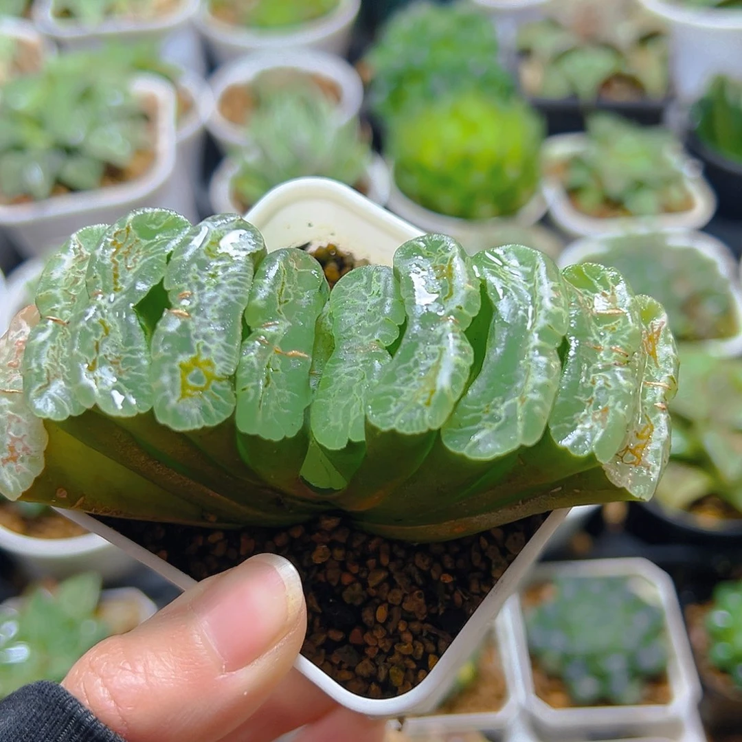 常乐玉扇多肉多肉一颗