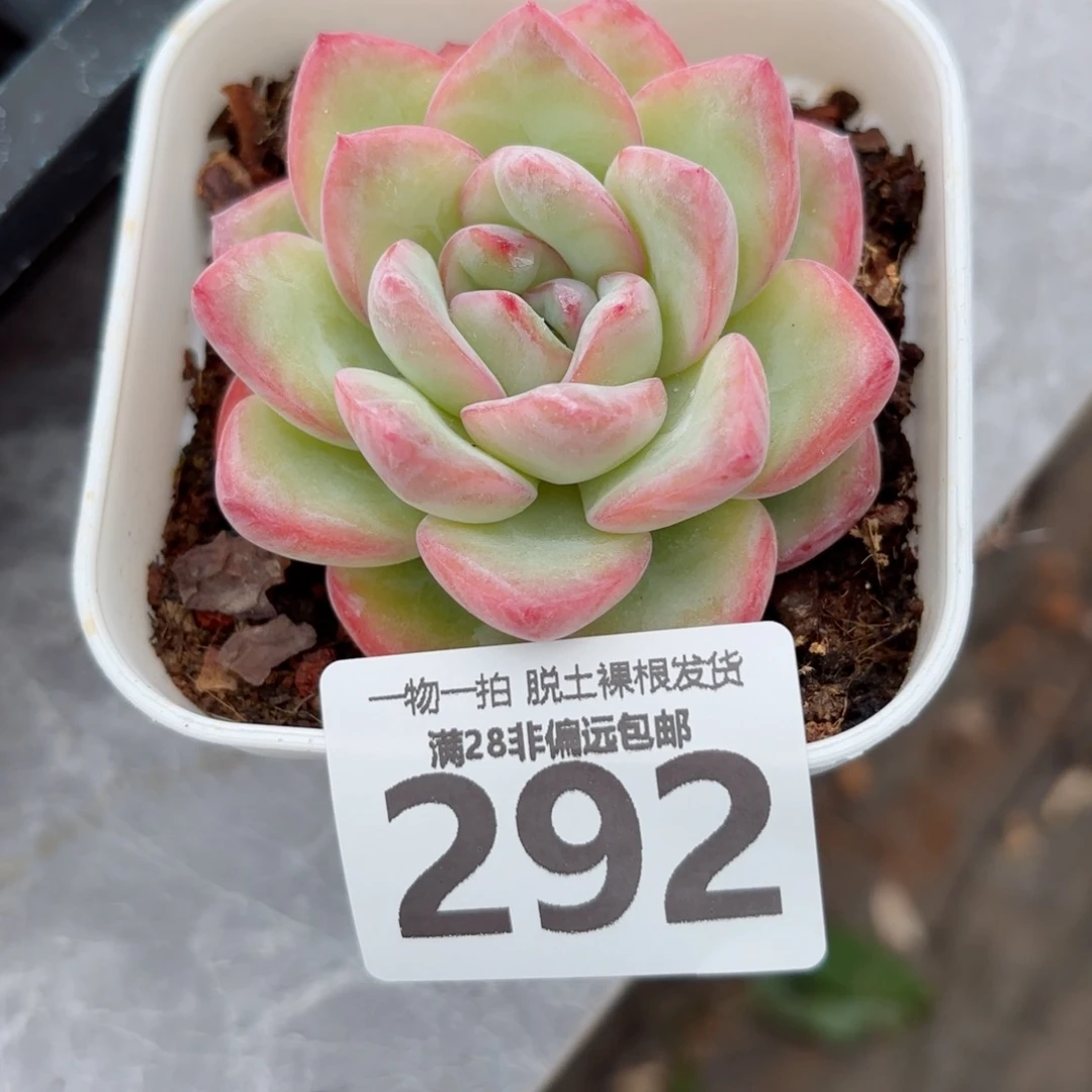 泡芙单头无盆土发货