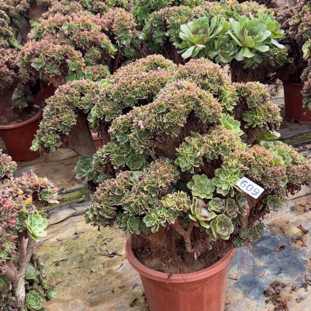 玫瑰朵有伤609官府57