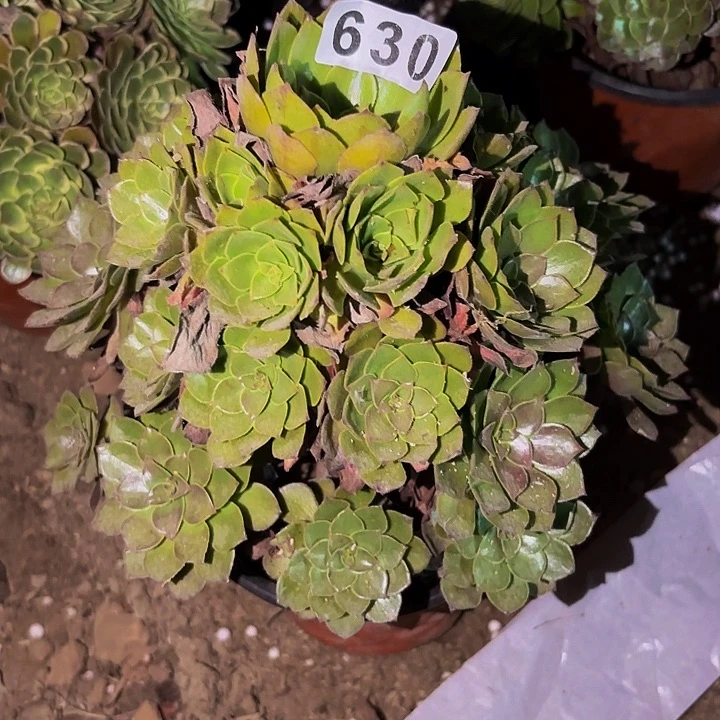 630红魔多肉植物不售后