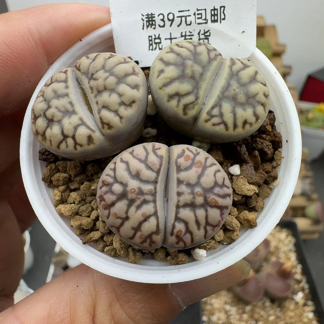 639多肉哈哈哈哈哈哈哈