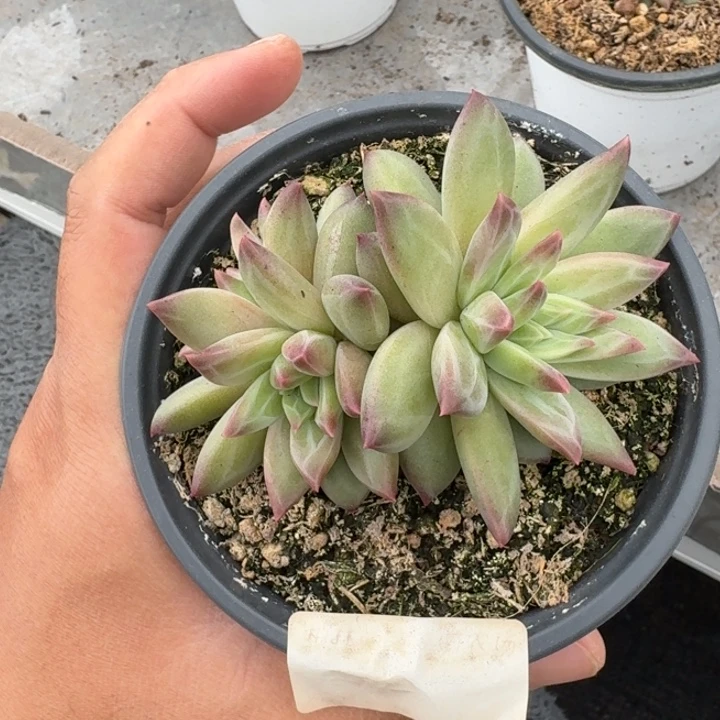 美人杂交 一物一拍