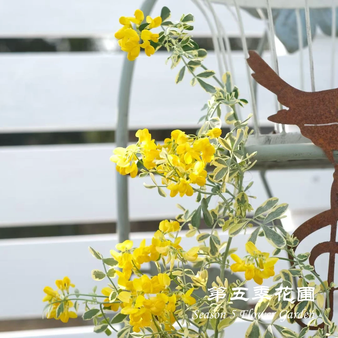 第五季花圃 瓦伦汀小冠花 多年生常绿 观叶观花木本植物 盆栽花苗