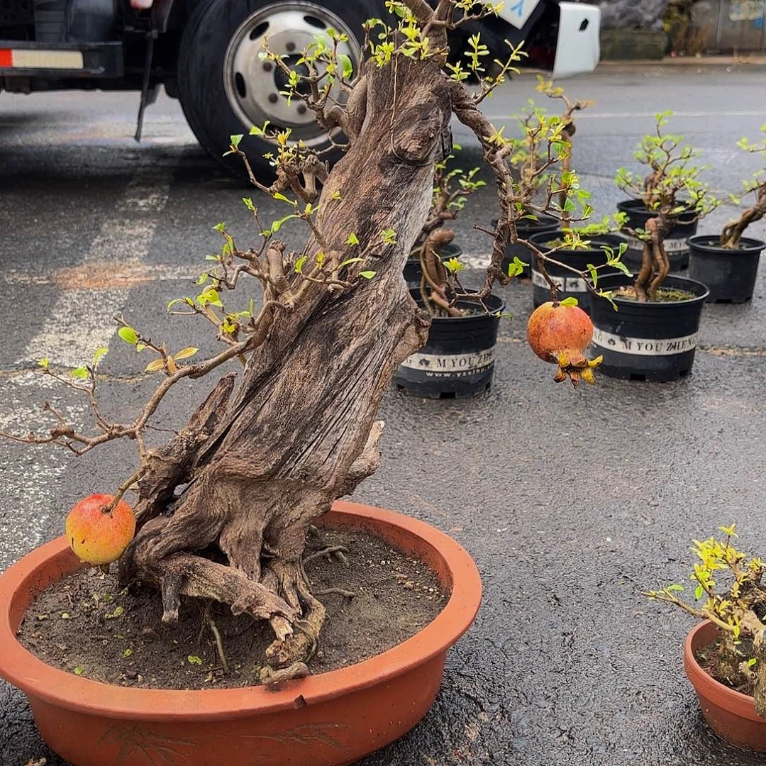 完全开放石榴盆景造型盆栽花卉