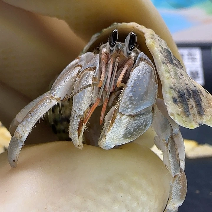 A2灰白1.3cm口径灰白