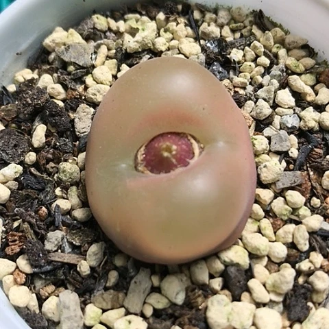 多肉肉锥 水蜜桃