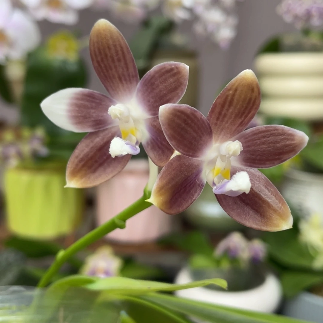 完全开放2.5咖啡盾