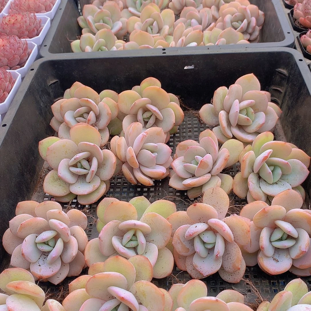 中号奶茶1346678999900