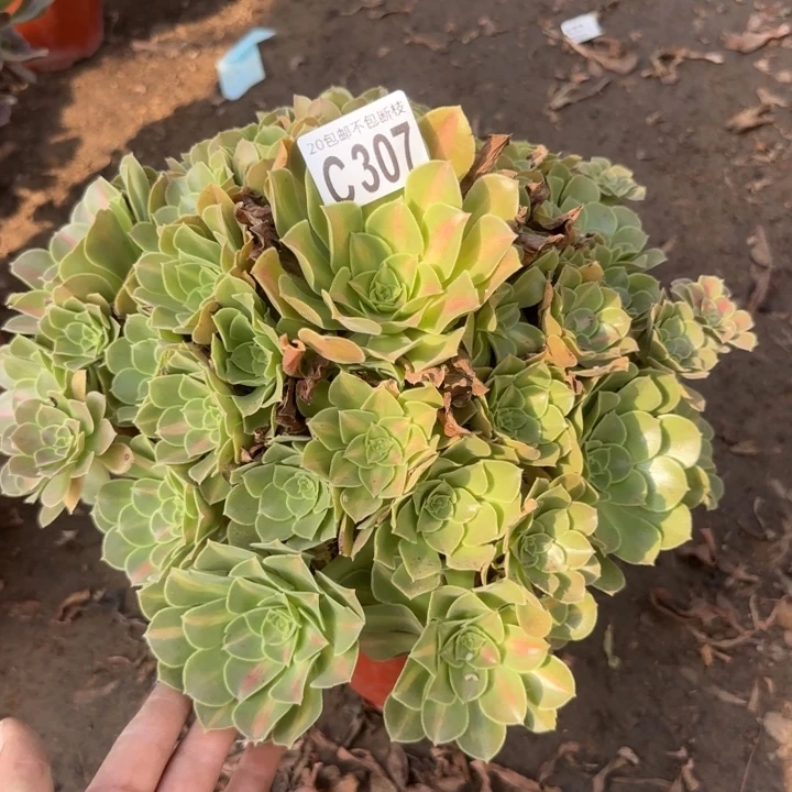 女巫中班……多肉植物……