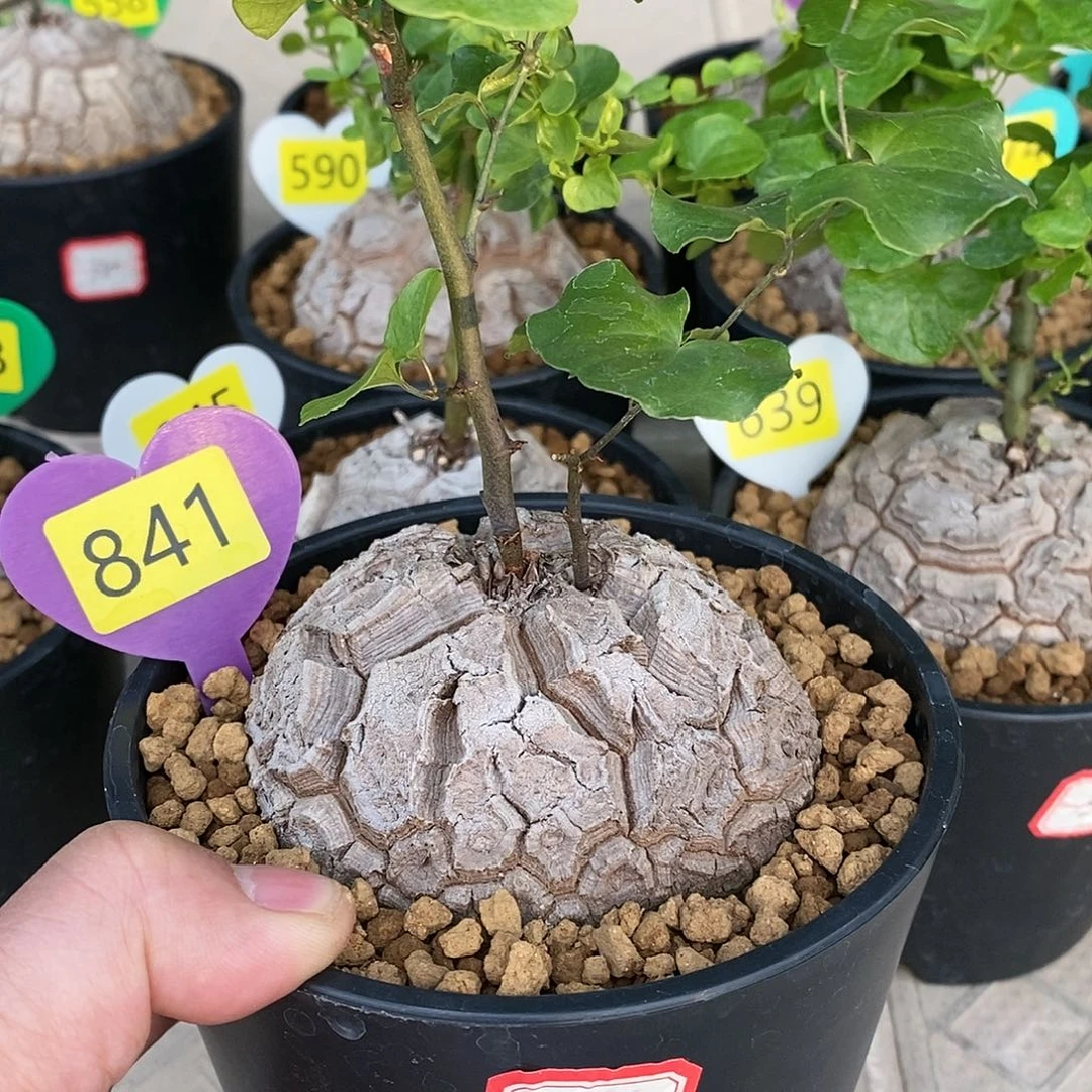 南非龟甲龙龟甲龙