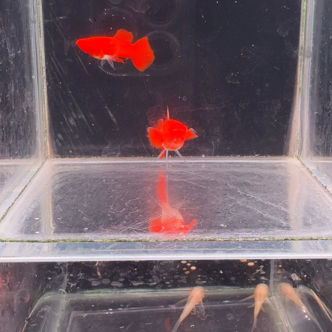 孔雀鱼鸿运当头双份水缎带1对