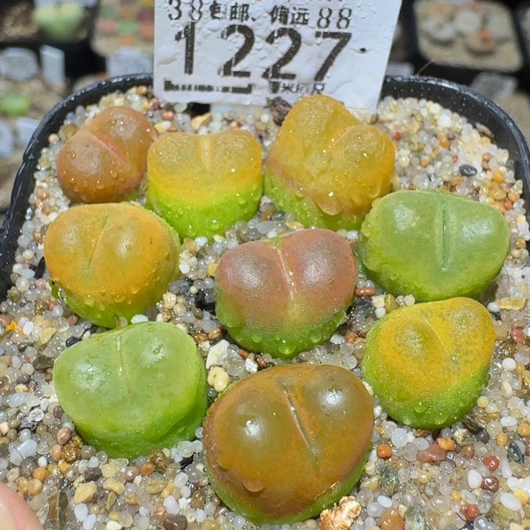 Ssss精品生石花1227