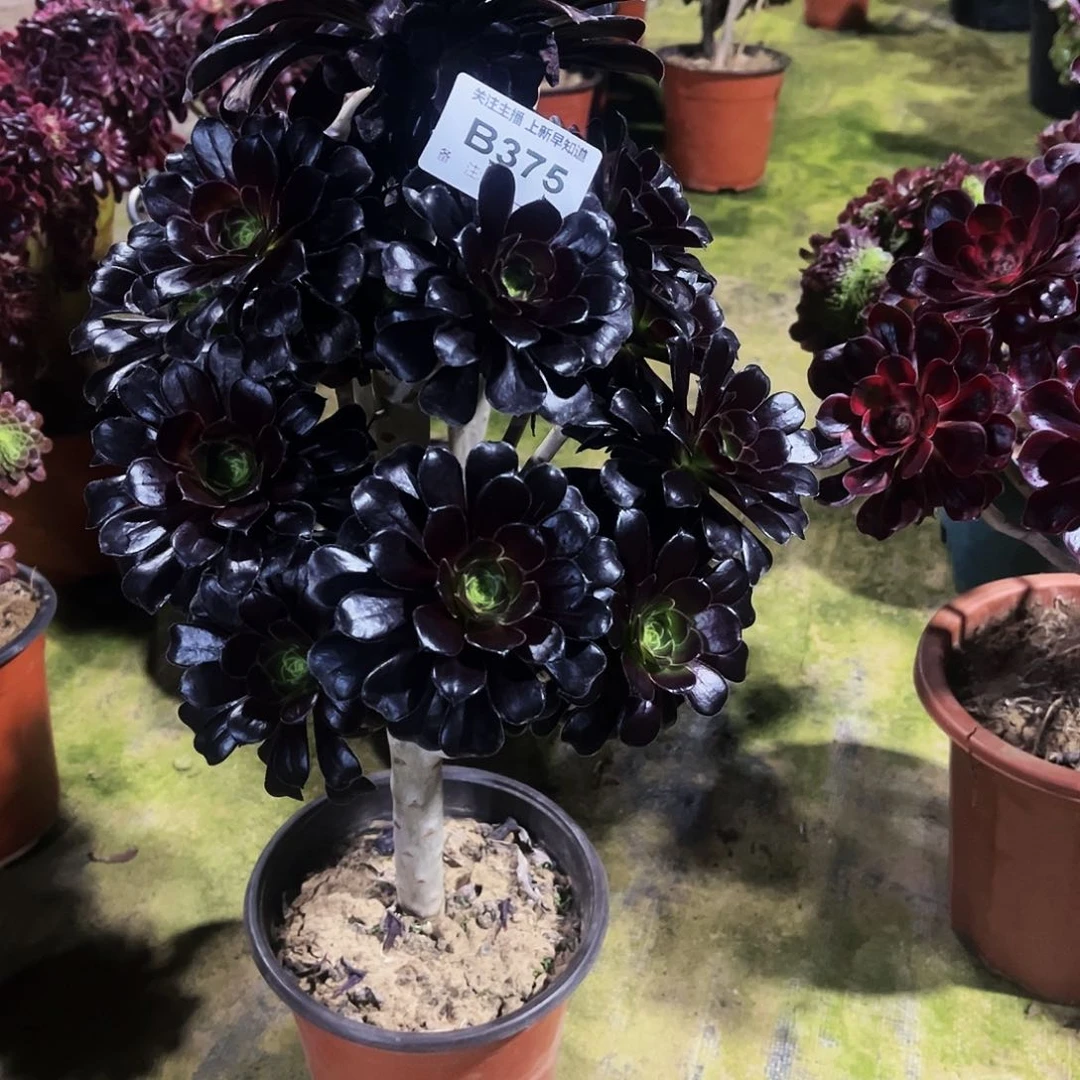 毛*多肉375墨法师fu