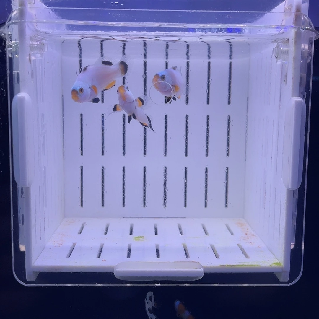 海水鱼3条三色白金