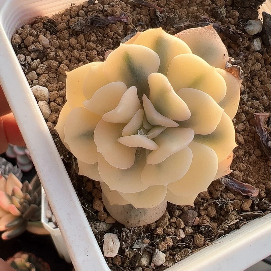 雪精灵锦 小方花圃一物一拍