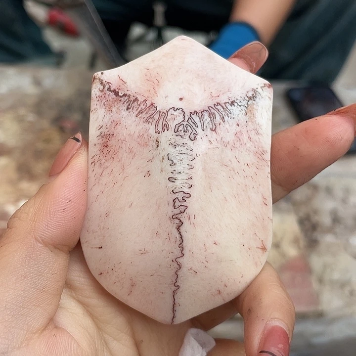 养殖鹿骨三界牌子