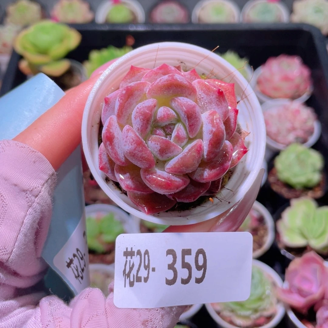 花利美29-359新品