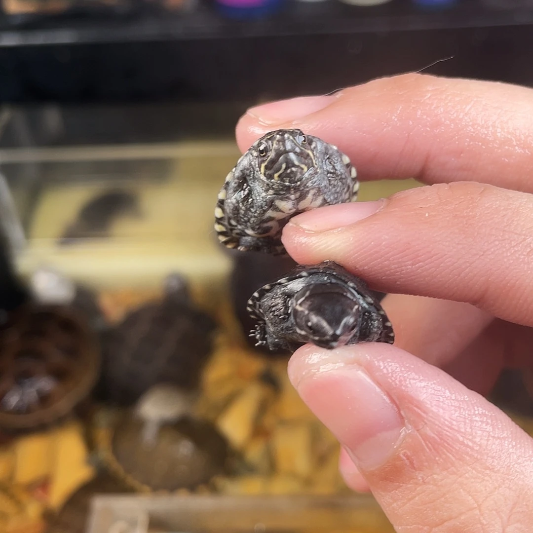 肖***天绿毛龟母点点滴滴的订单