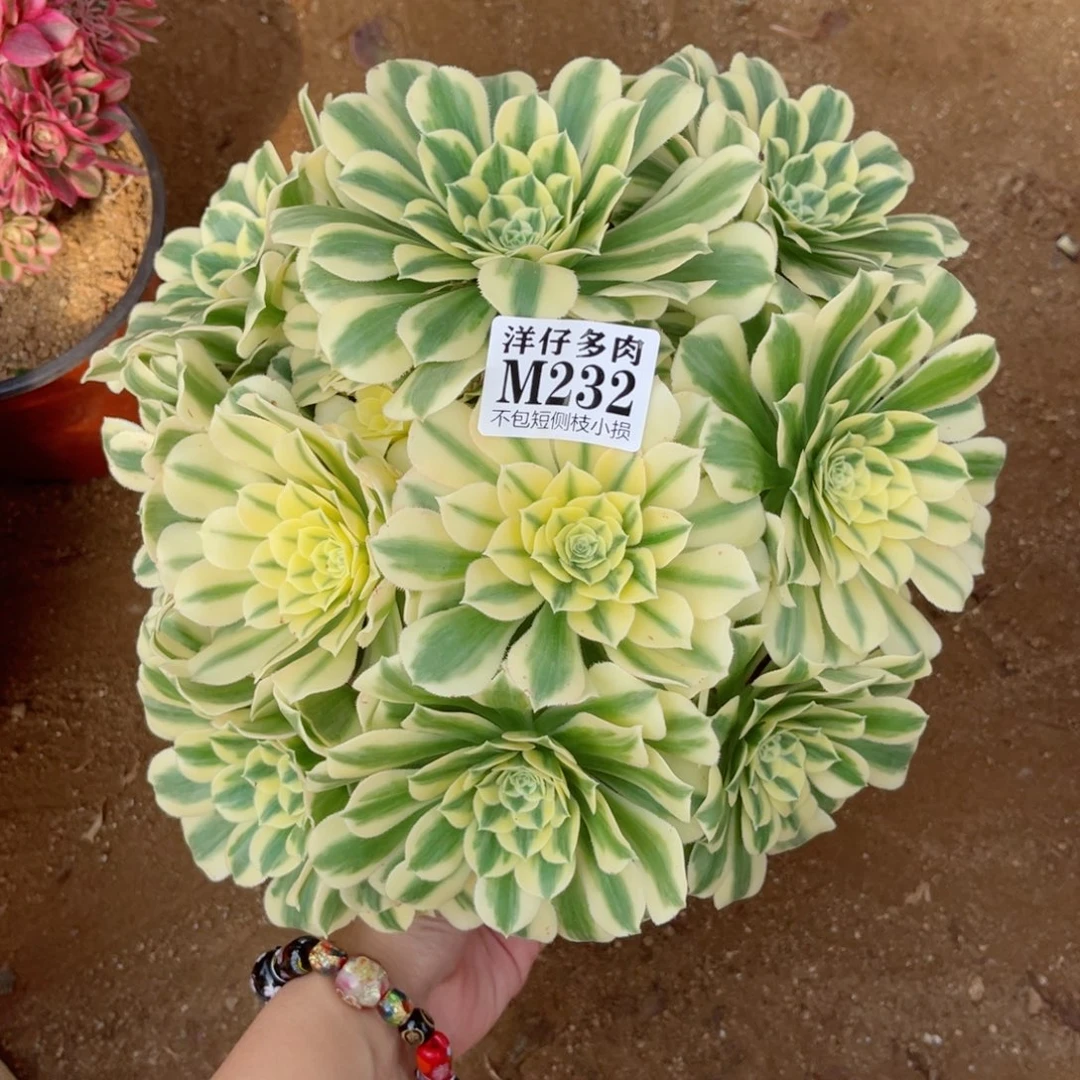 仰****福232迈巴赫 冠幅25左右