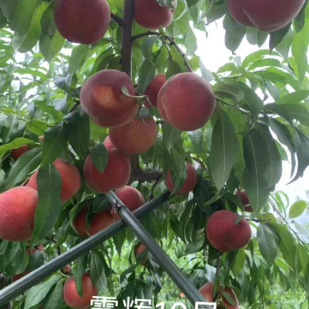 霞辉10号优质种苗