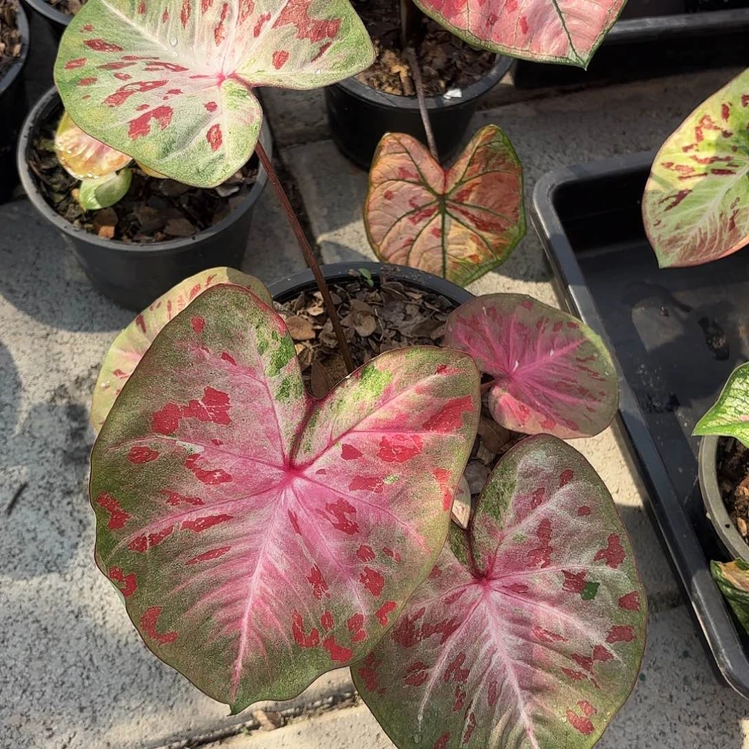 泰国彩叶芋 456-0129