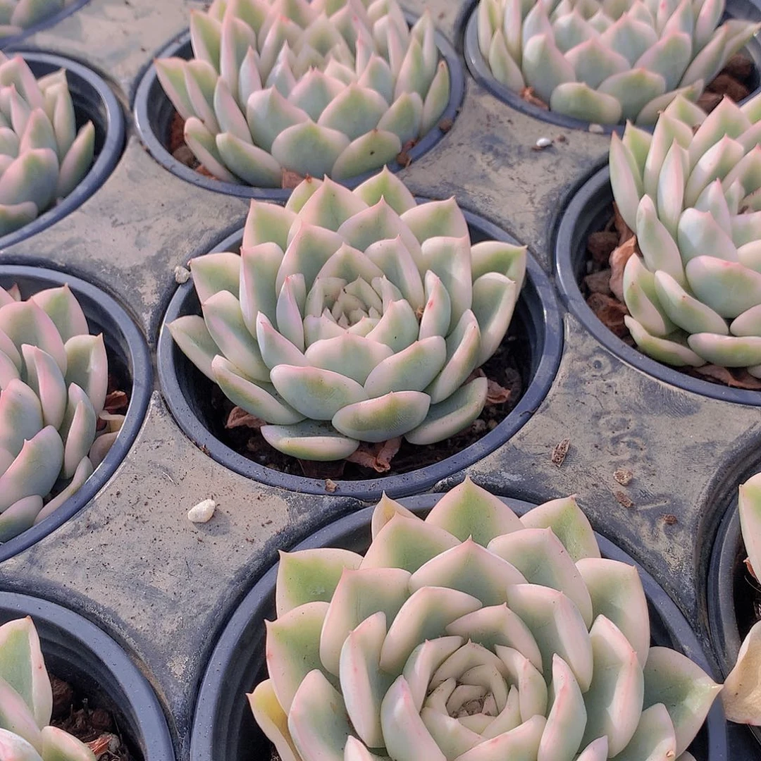 月亮仙子锦3457889999