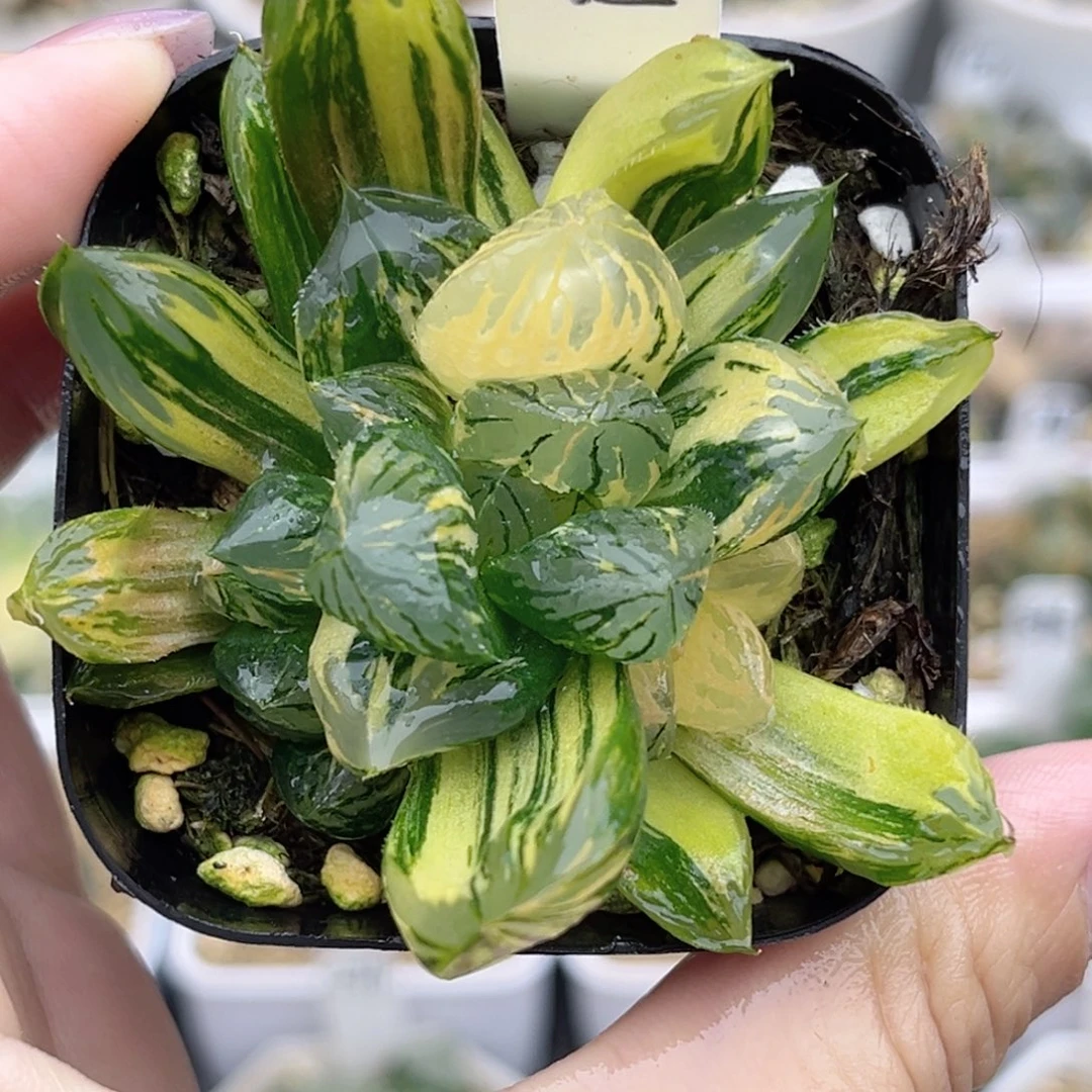 45花水晶玉露锦多头福利专场