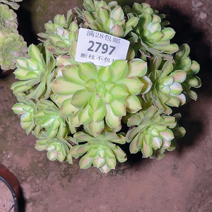 2797韶华多肉植物保护