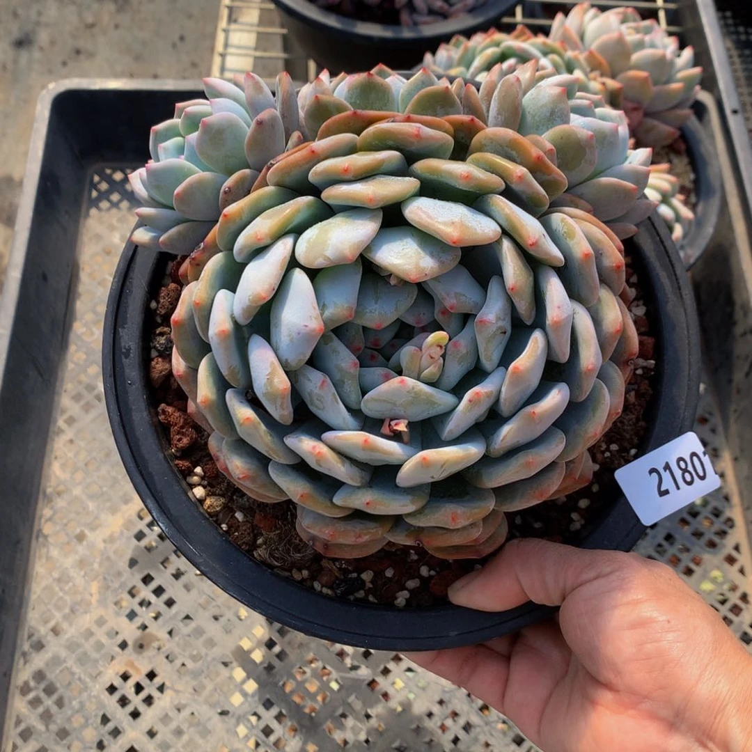 21801多头一个嗯嗯知道