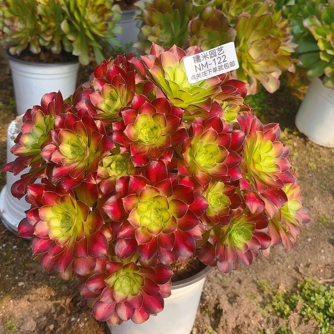 韶华老庄多肉植物122