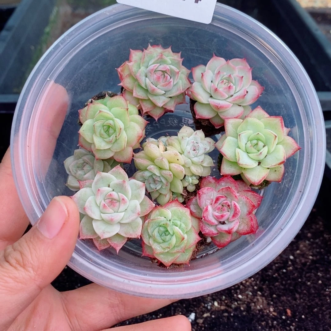 2-524 新疆西藏内蒙不发货 零下不拍保温箱不包损