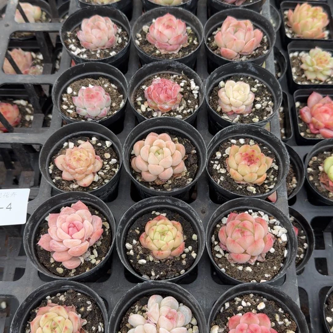 精致糖心小量拍24-4十八颗