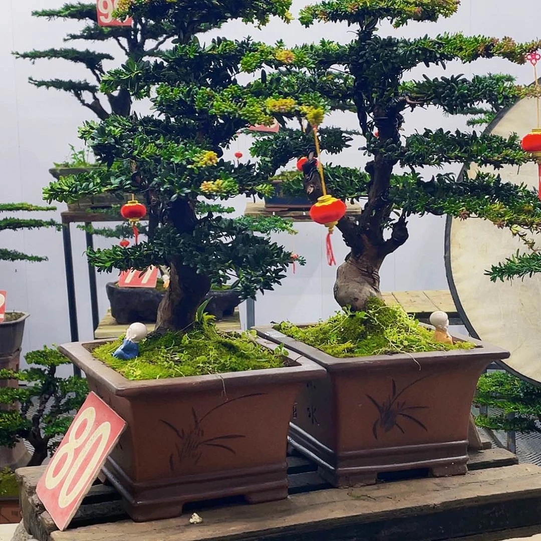 无花朵罗汉松盆景