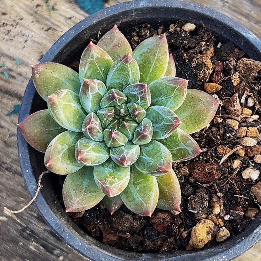 桔云多肉美人精品系列