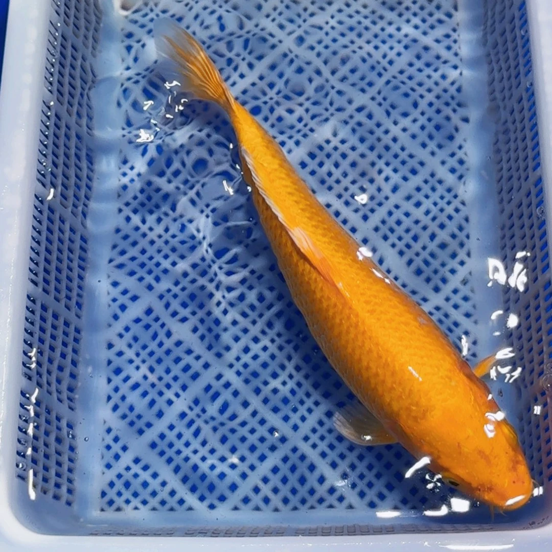 锦鲤甄选锦鲤包邮包活