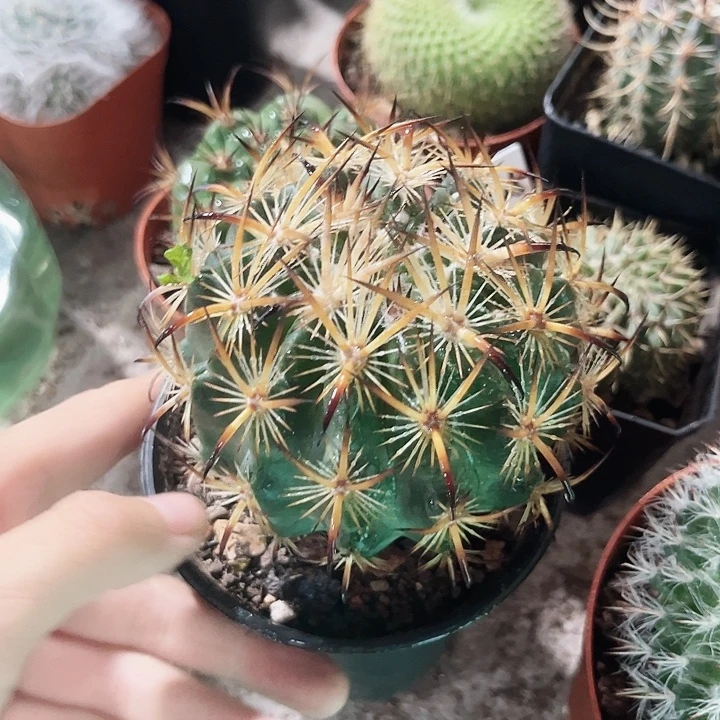 虎爪玉实生一物一拍