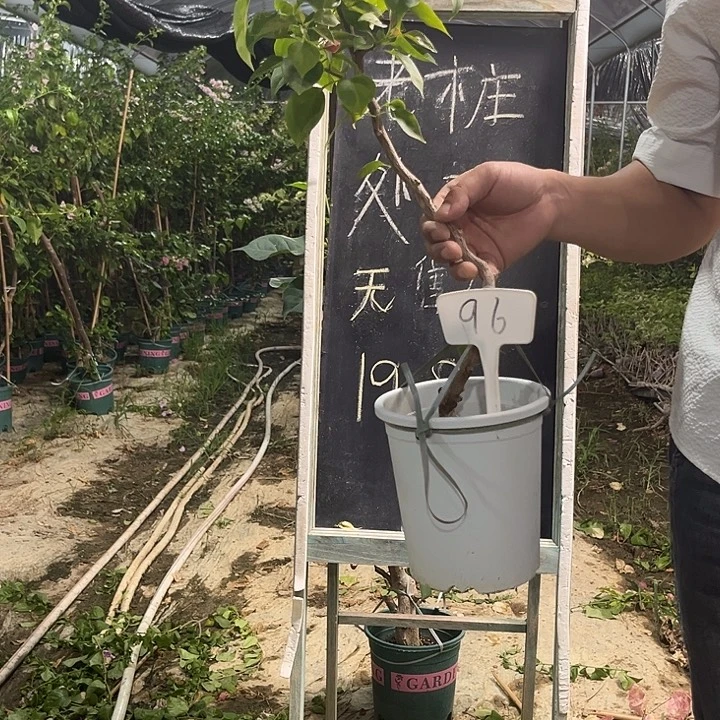无花朵三角梅三角梅96