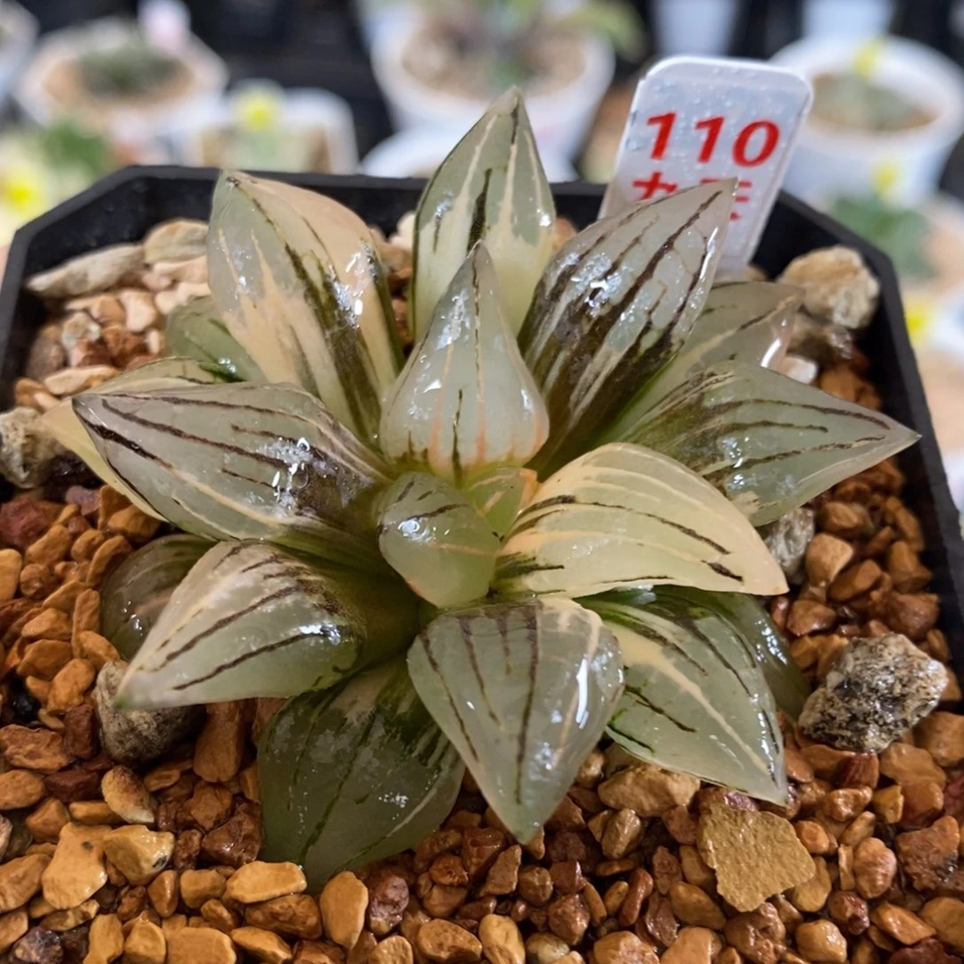 110号西瓜锦带盆发货