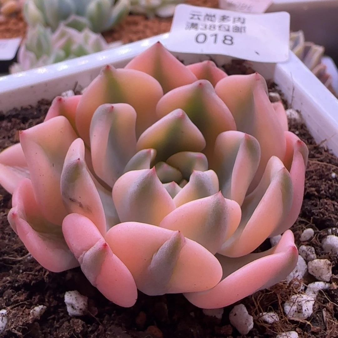 018红粉佳人锦 多肉植物