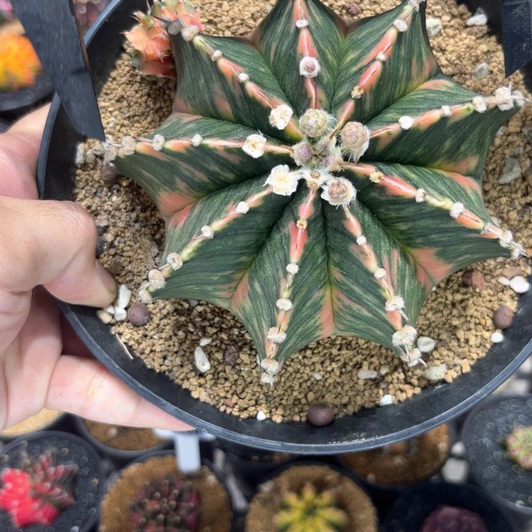 泰系肋骨锦-11公分