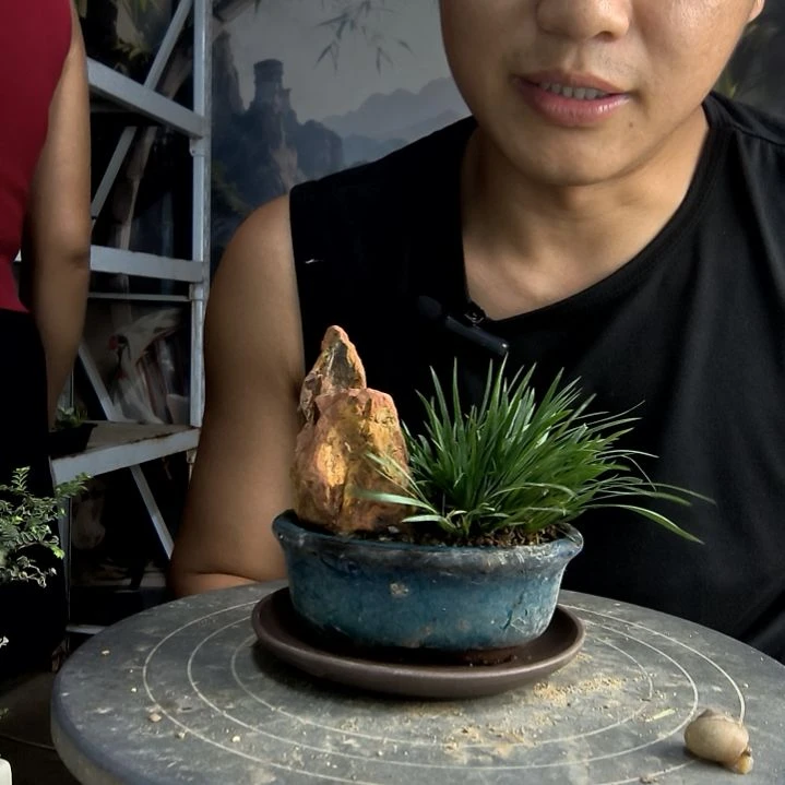 阿**y中青园艺一物一拍51
