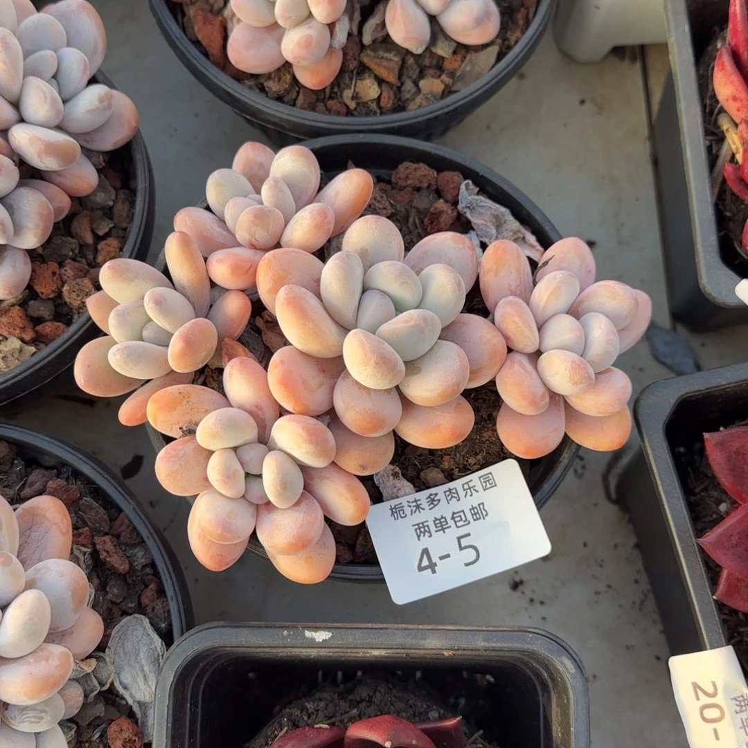 4-5香水多肉植物多肉