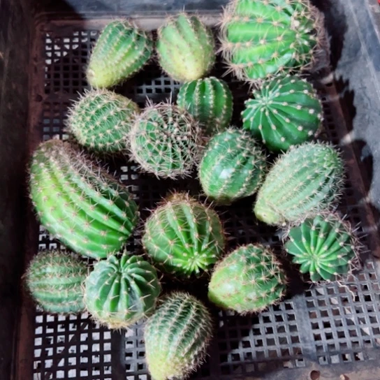 下48框拍歪斑小无根侧芽无售后