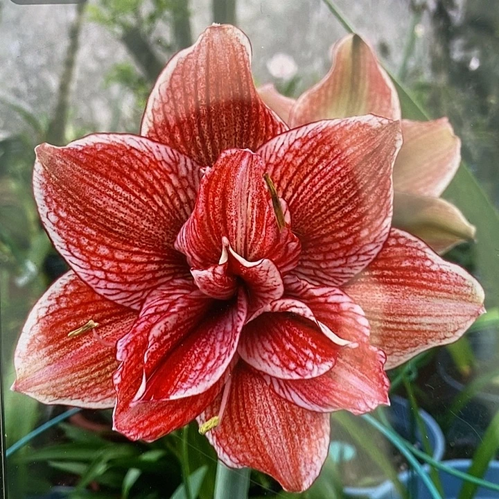 黄金甲3厘米朱顶红