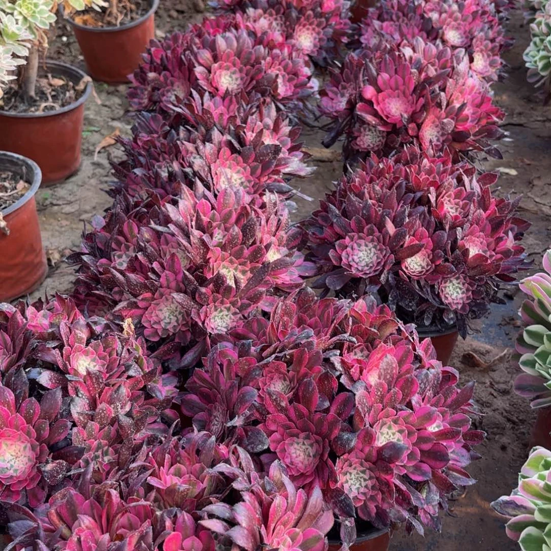 朱墨绣球9.9法师多肉嫩