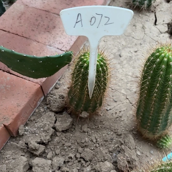 只**你A072,杏光辉瑕疵歪头