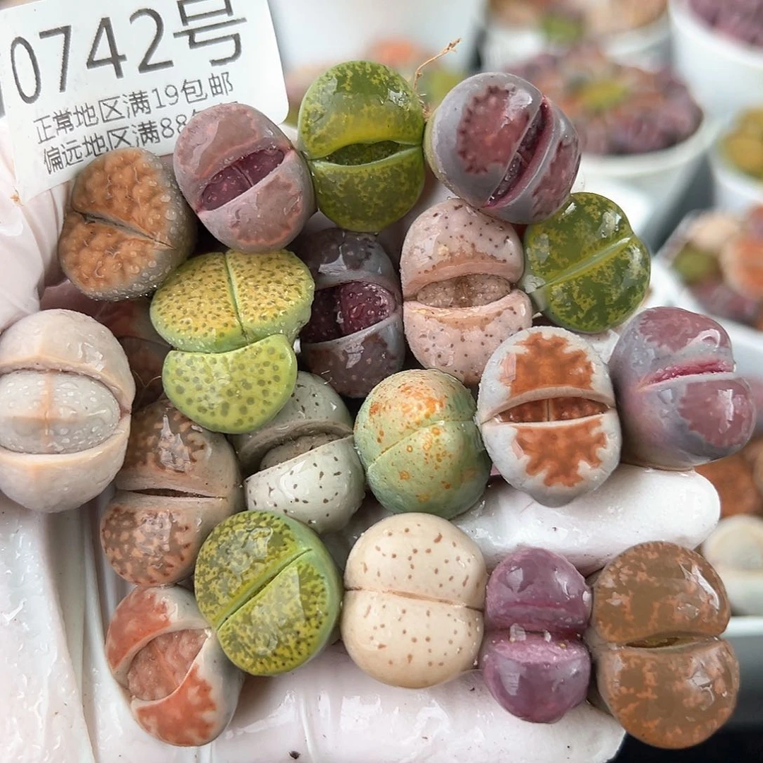 好养易活生石花大母本0742共20颗