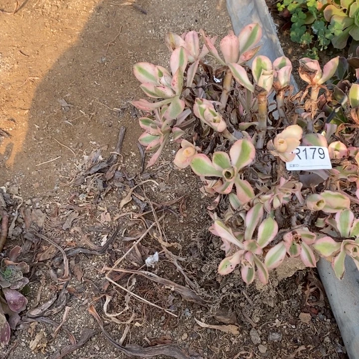179燕子紧多肉植物大时