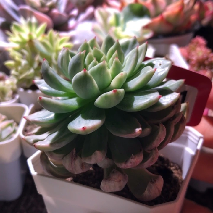 蓝精灵覆轮锦有根